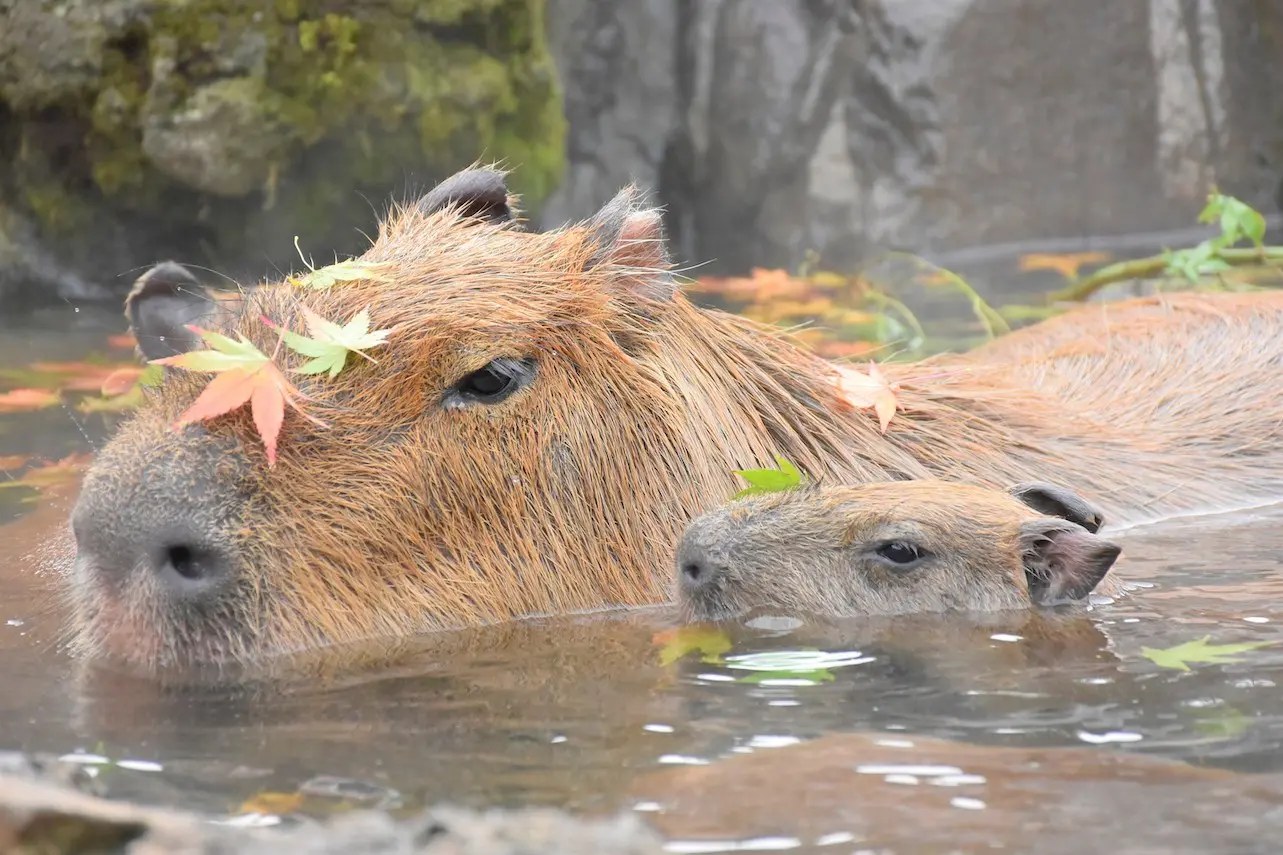 伊豆シャボテン動物公園