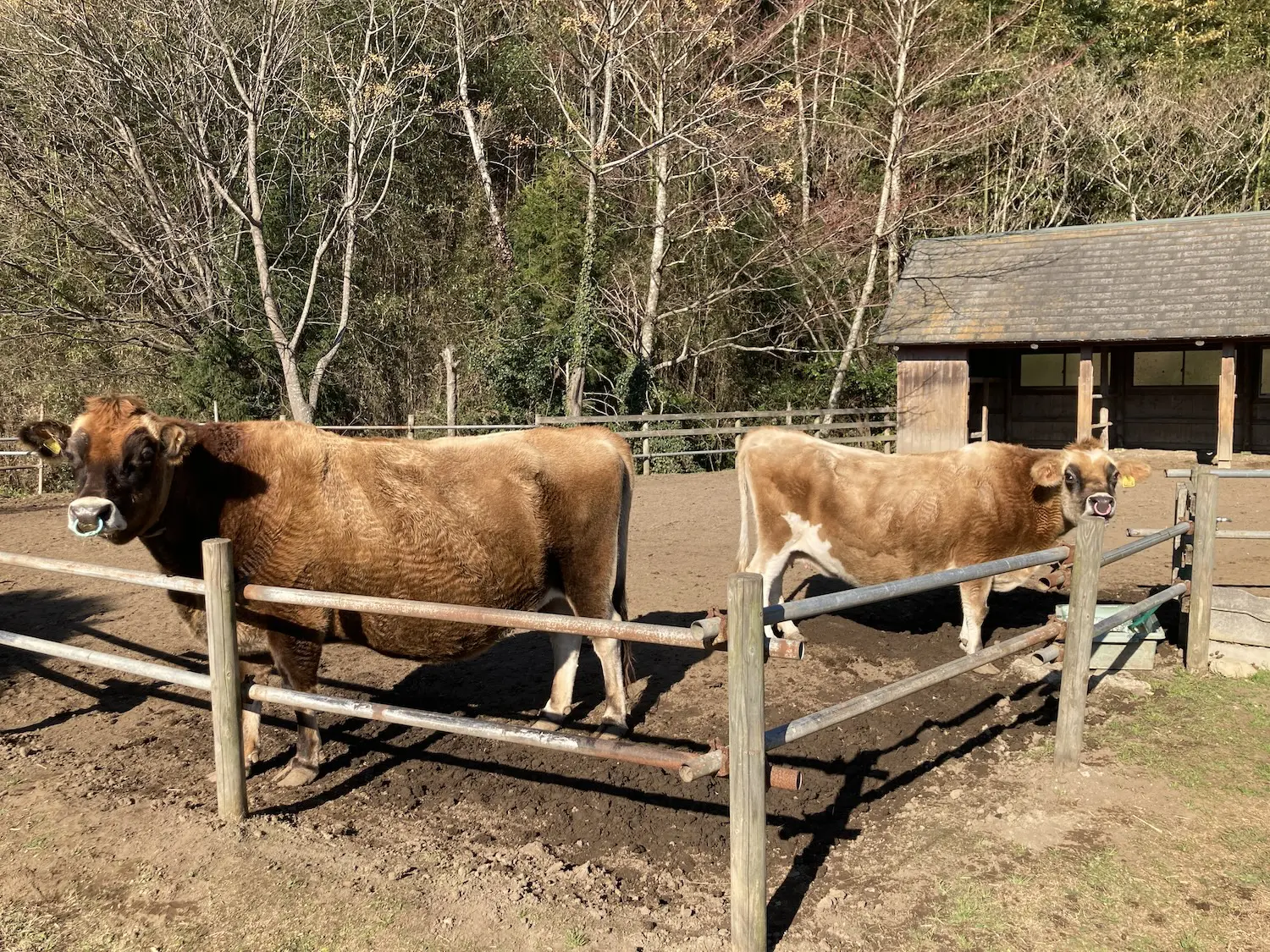 袖ヶ浦ふれあいどうぶつ縁
