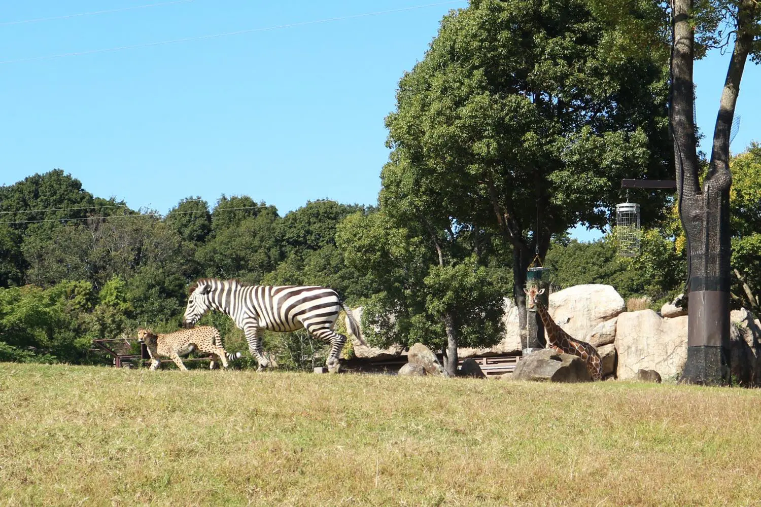 よこはま動物園ズーラシア