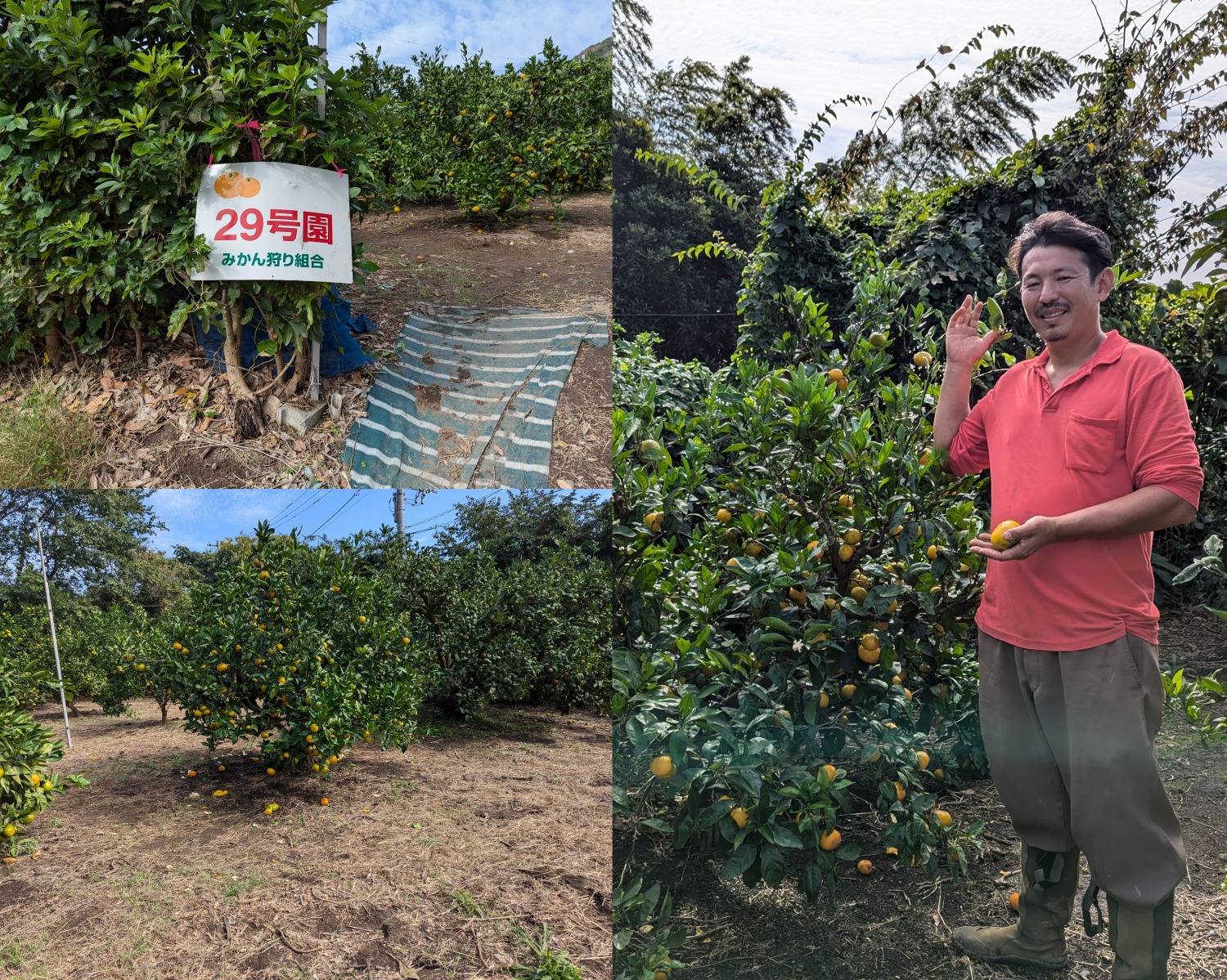 津久井浜観光農園　小林会長