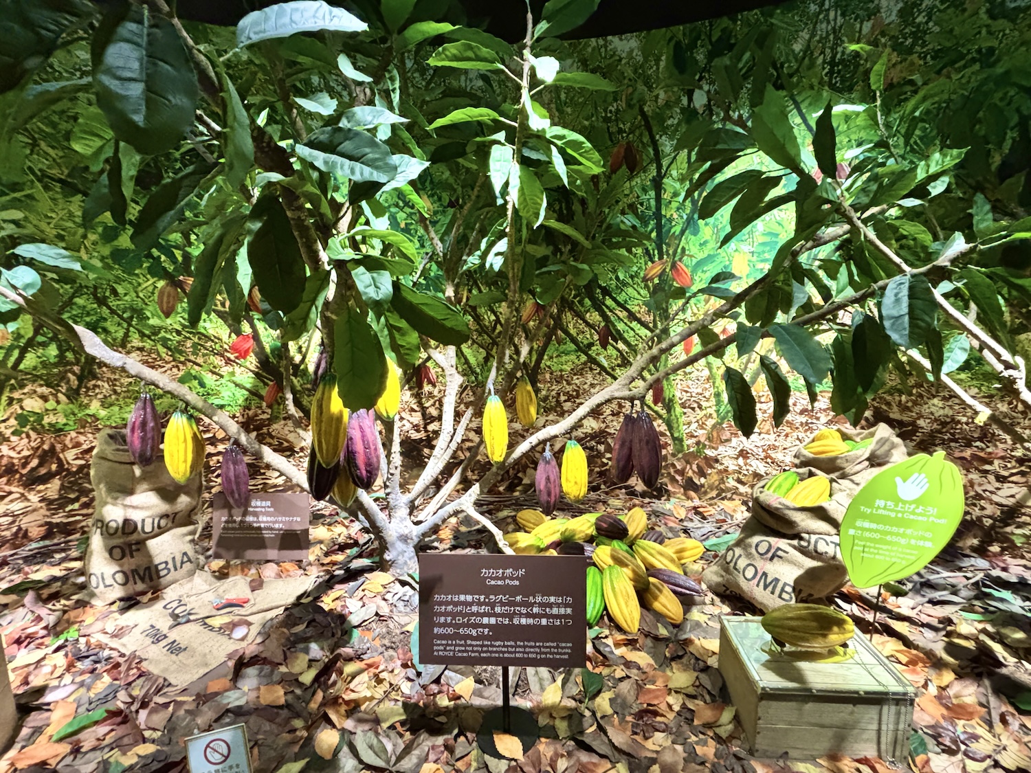 ロイズカカオファームゾーン1