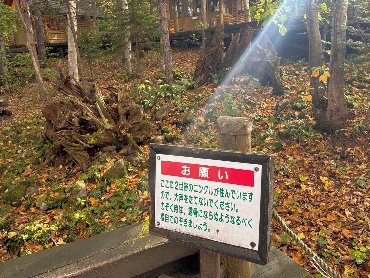 ニングルテラス①