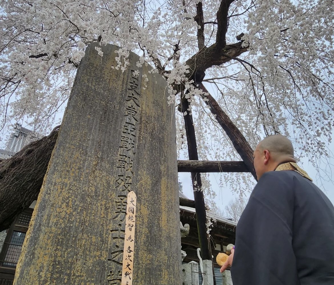 種徳院_しだれ桜
