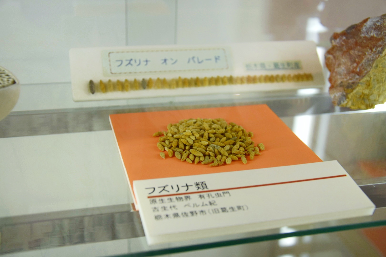 葛生化石館_フズリナ