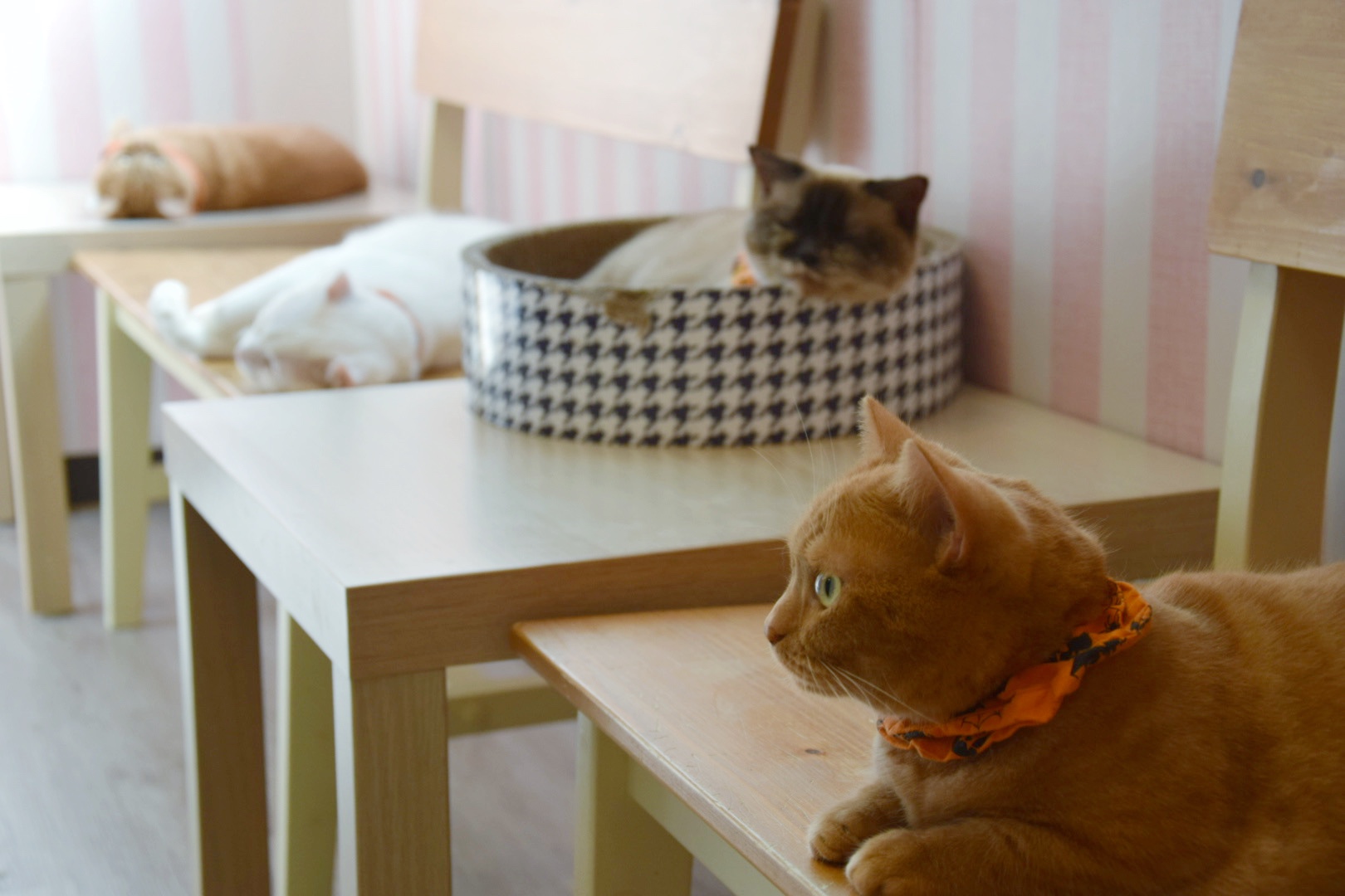 アミパ佐野店_猫カフェ