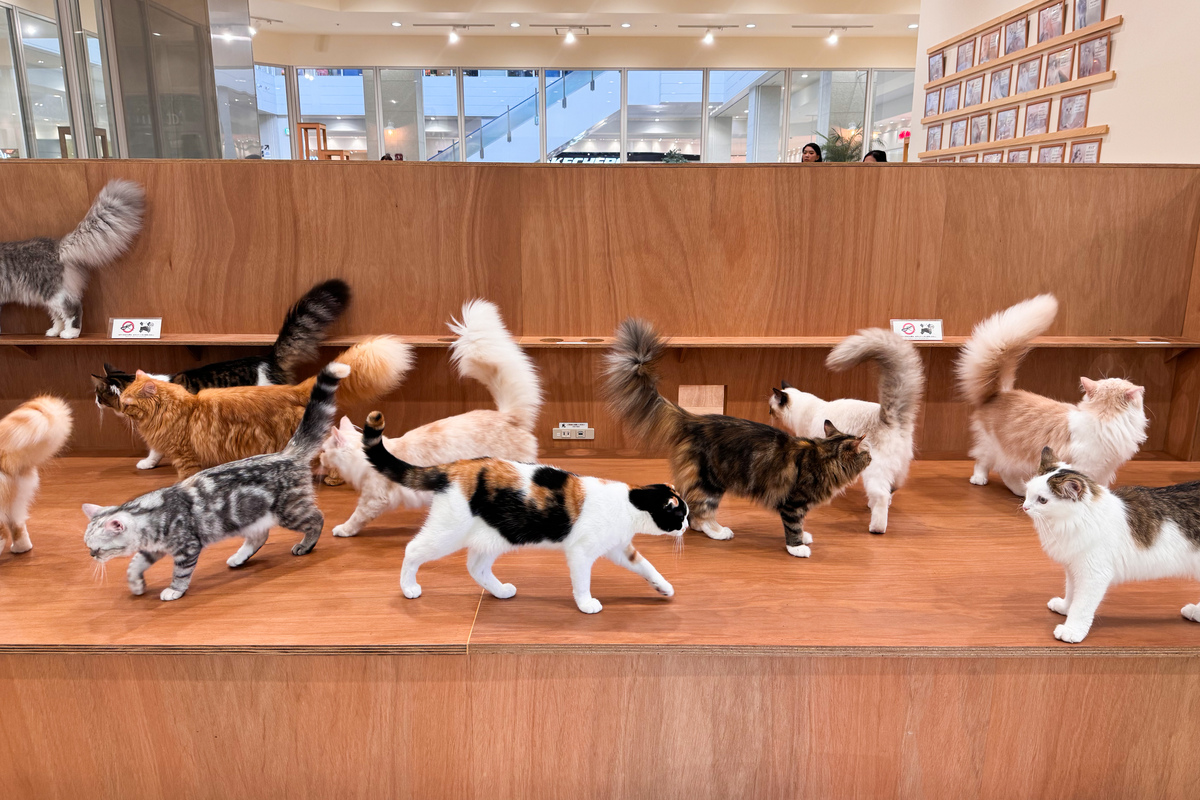 Cat Café MOFF イーアス沖縄豊崎店_沖縄④
