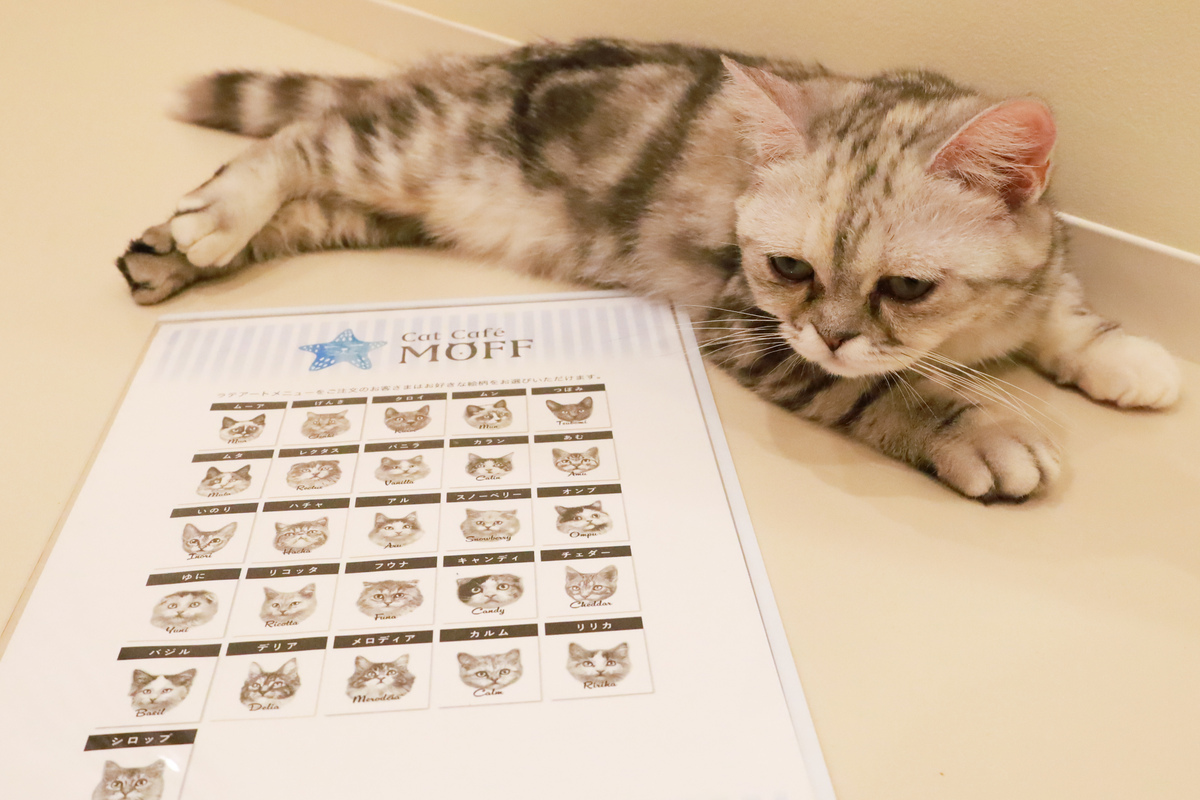 Cat Café MOFF イーアス沖縄豊崎店_沖縄⑨