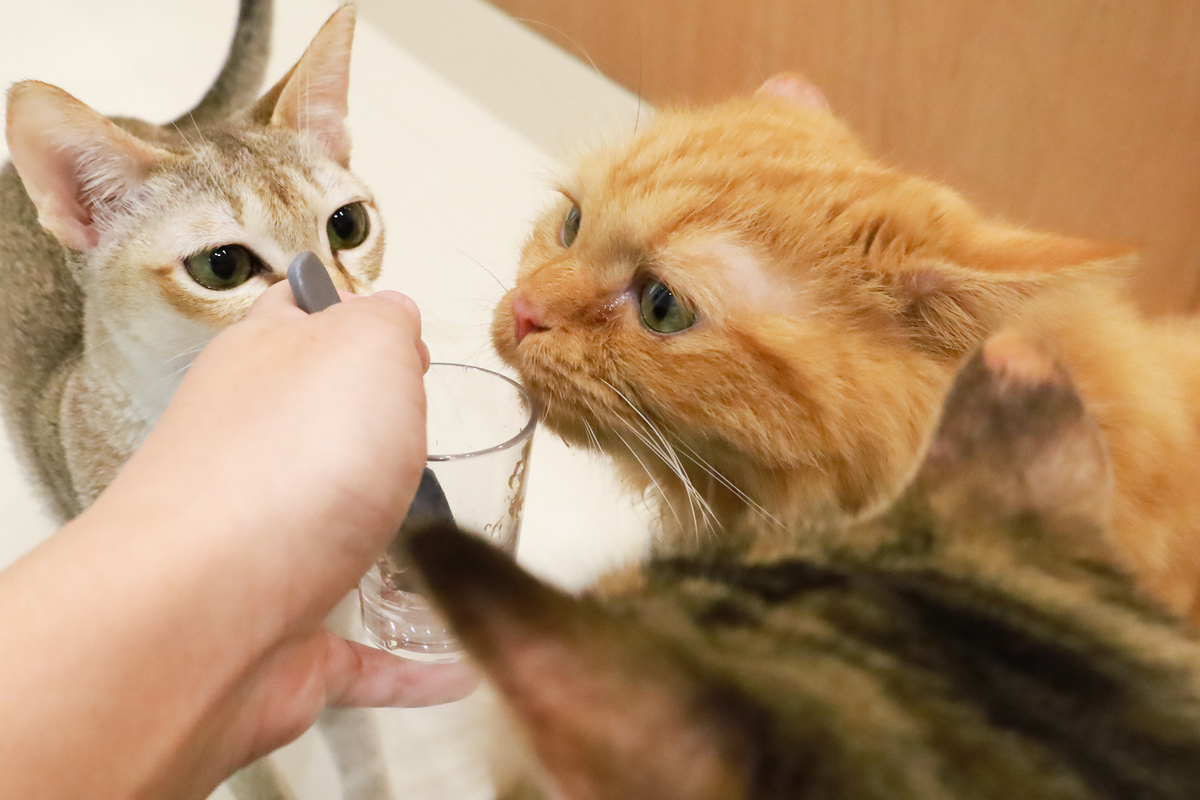 Cat Café MOFF イーアス沖縄豊崎店_沖縄⑤