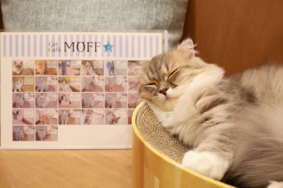 Cat Café MOFF イーアス沖縄豊崎店_沖縄⑦