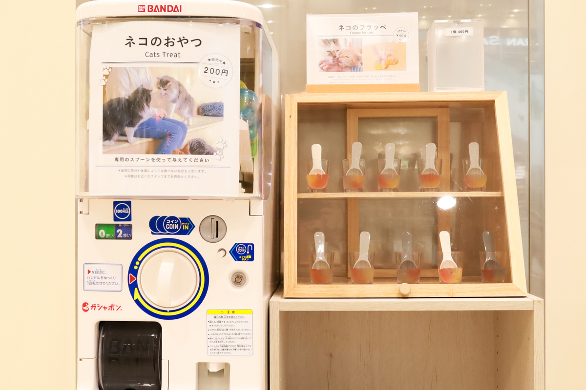 Cat Café MOFF イーアス沖縄豊崎店_沖縄⑥