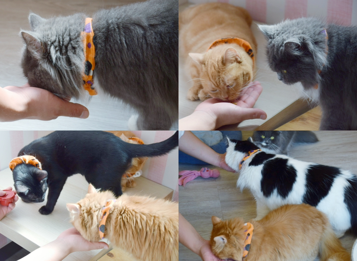 アミパ佐野店_猫カフェ_おやつ