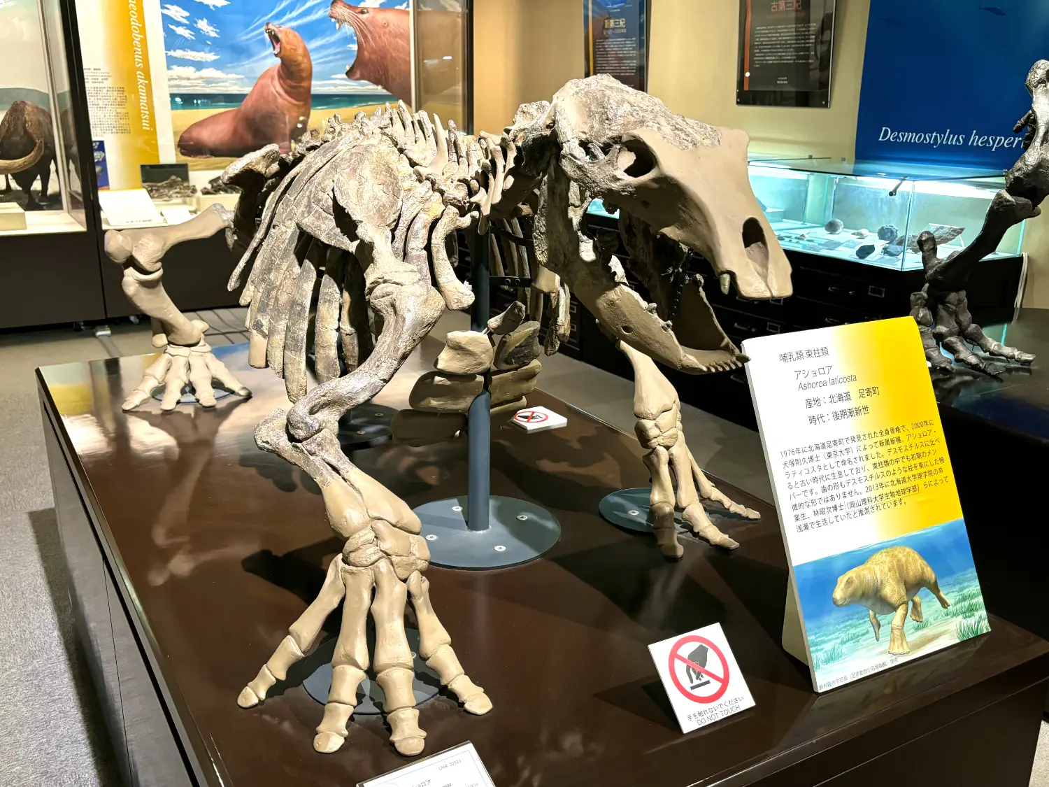 北海道大学総合博物館