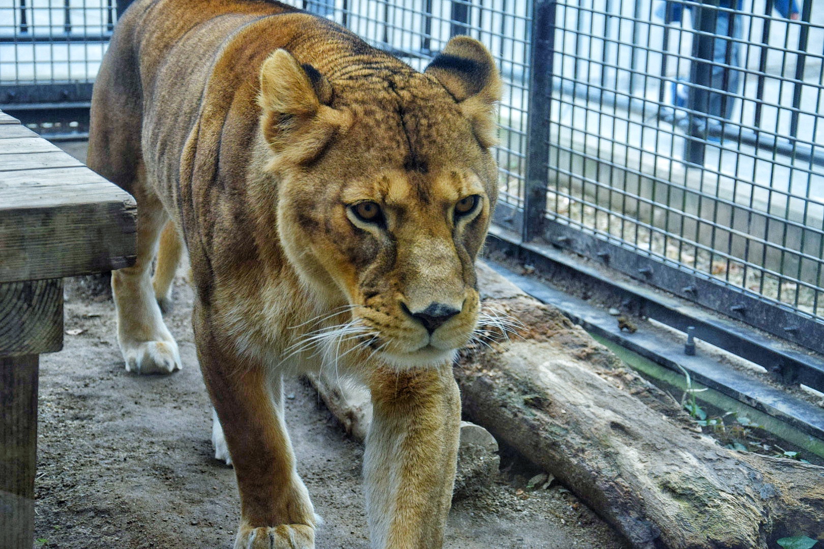 桐生が岡動物園
