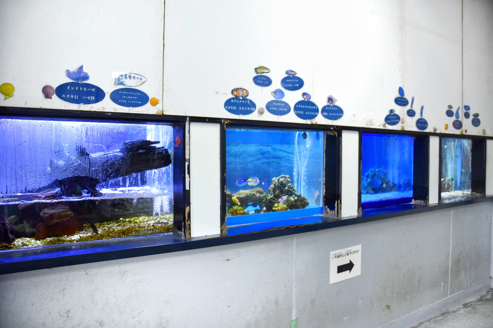 桐生が岡動物園_水族館_水槽