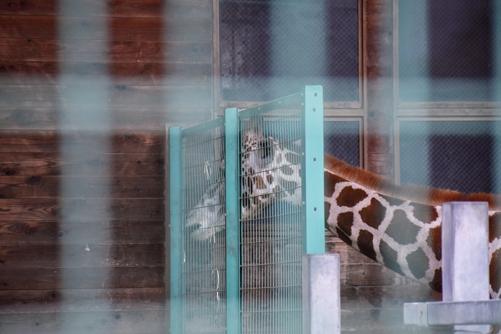 桐生が岡動物園_キリン