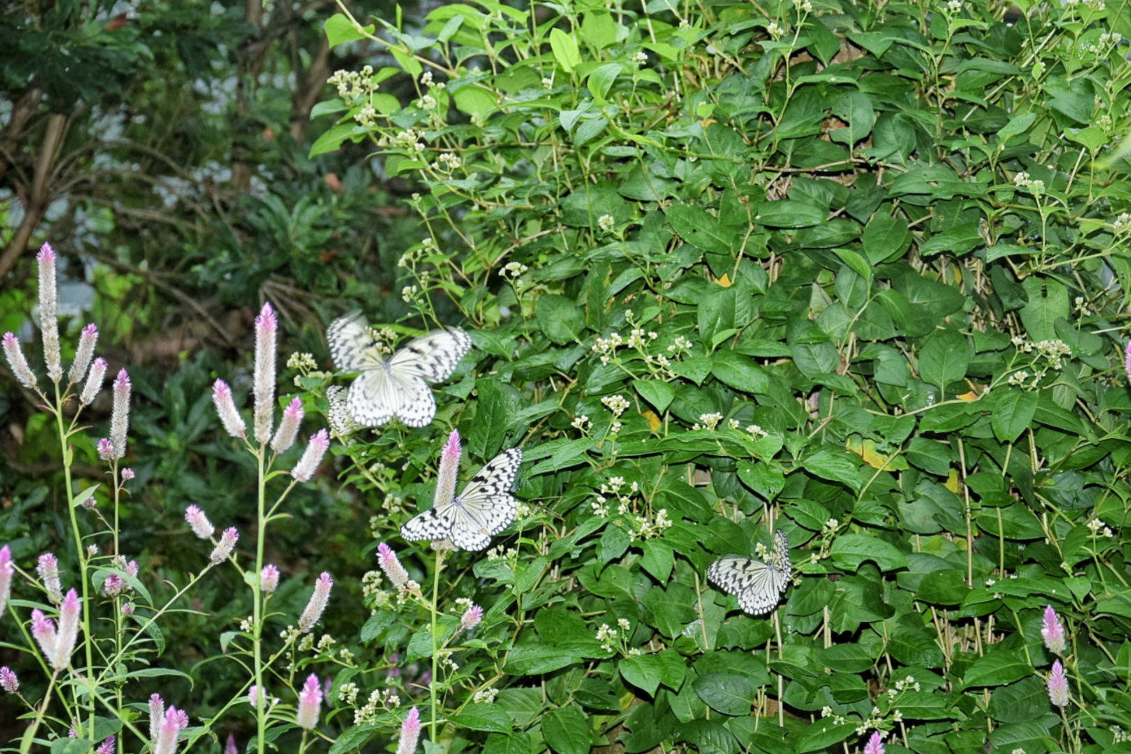 ぐんま昆虫の森_オオゴマダラ