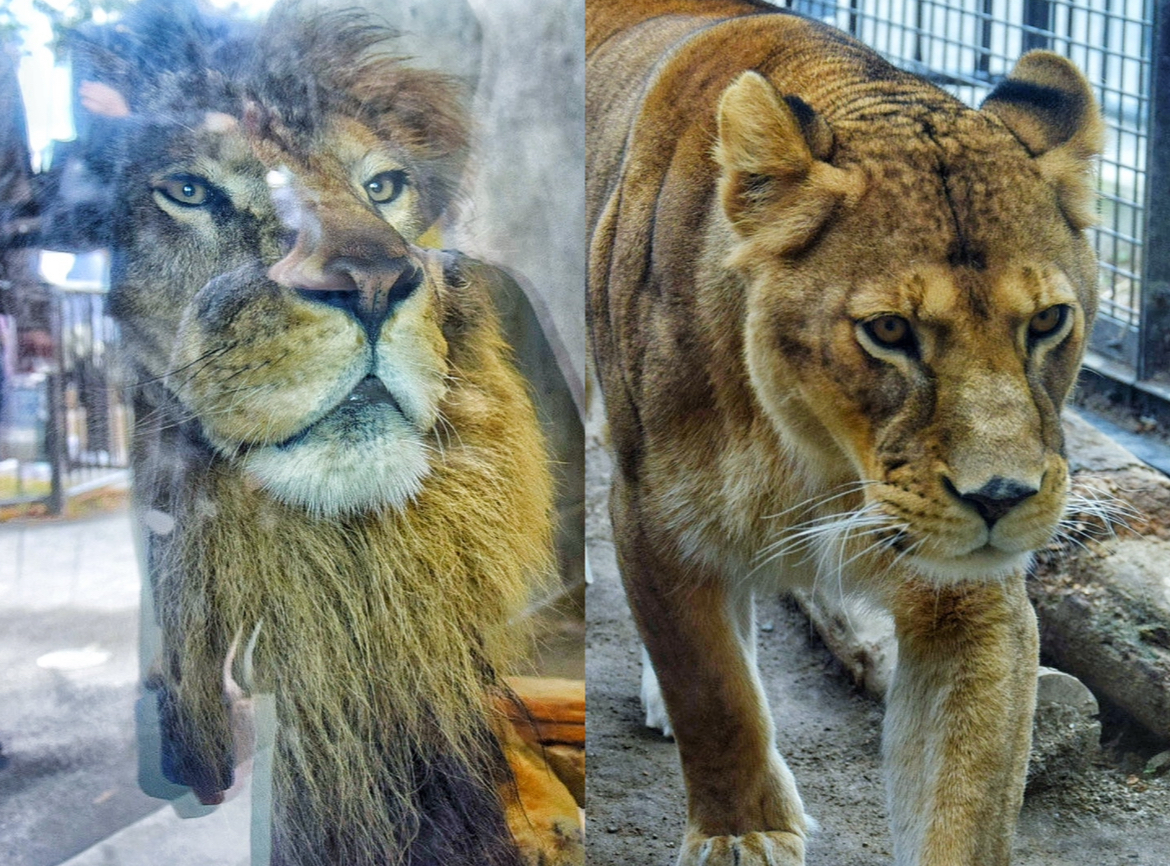 桐生が岡動物園_ライオン