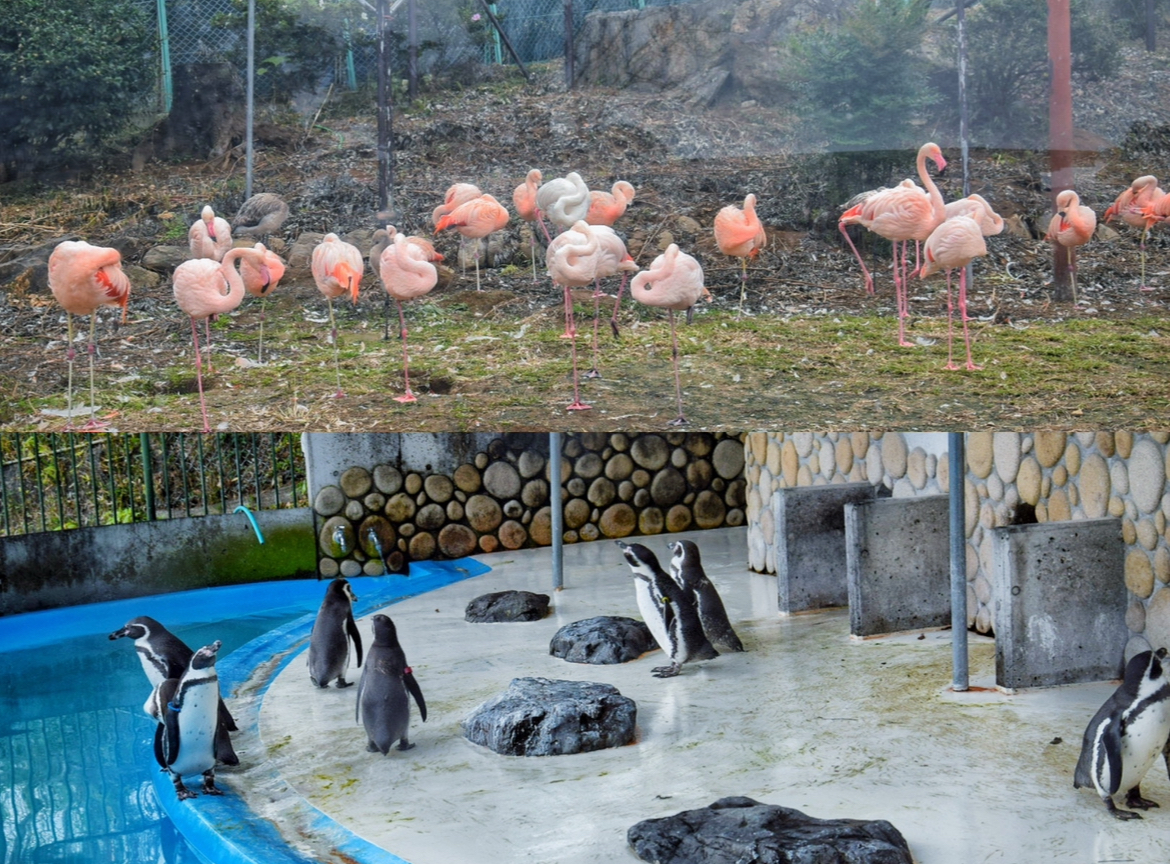 桐生が岡動物園_フラミンゴ_ペンギン