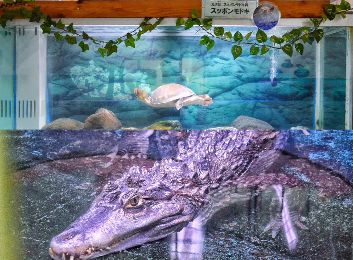 桐生が岡動物園_ワニ_スッポンモドキ