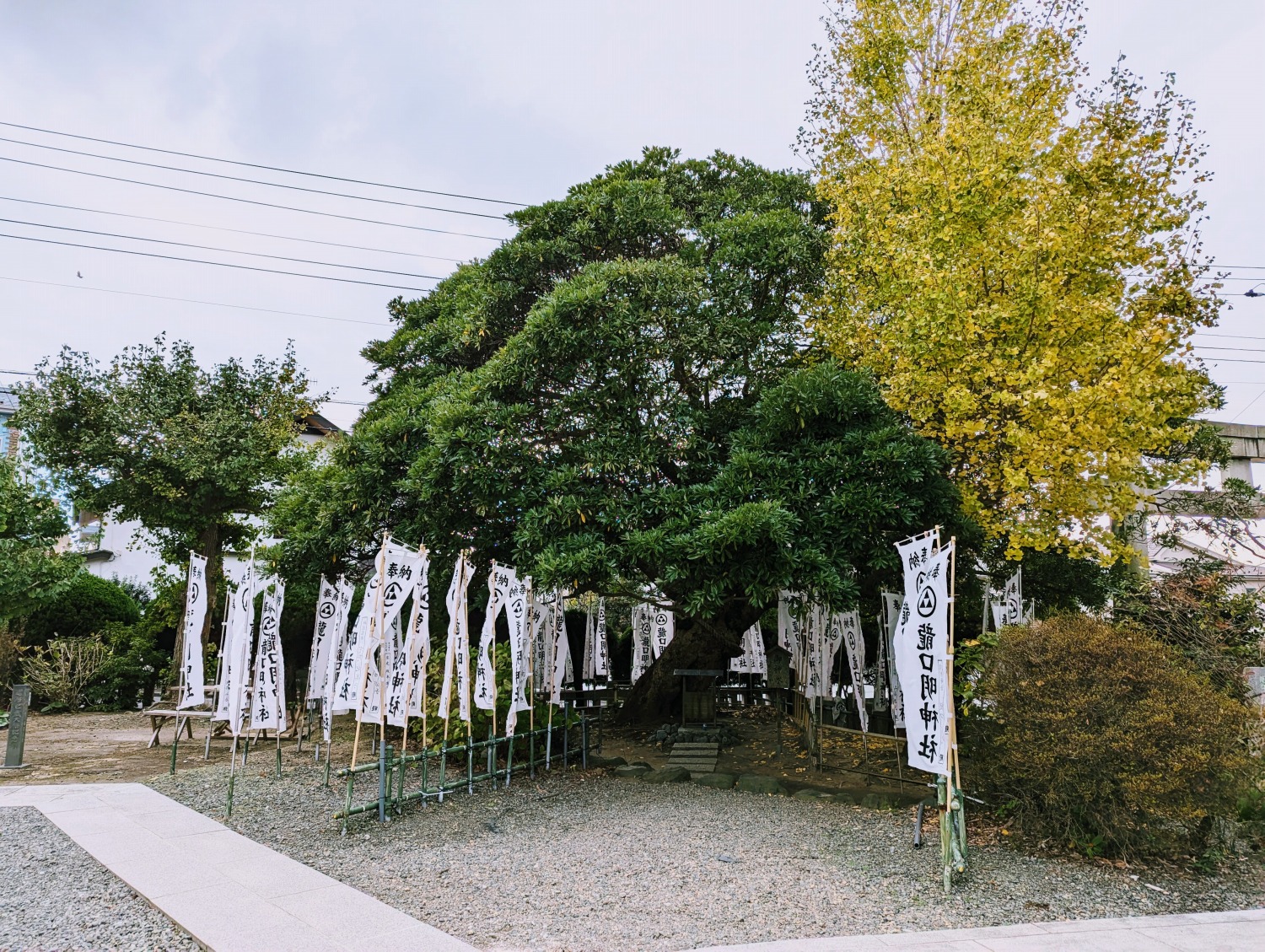 龍口明神社　ご神木