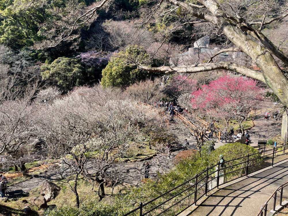 熱海梅園