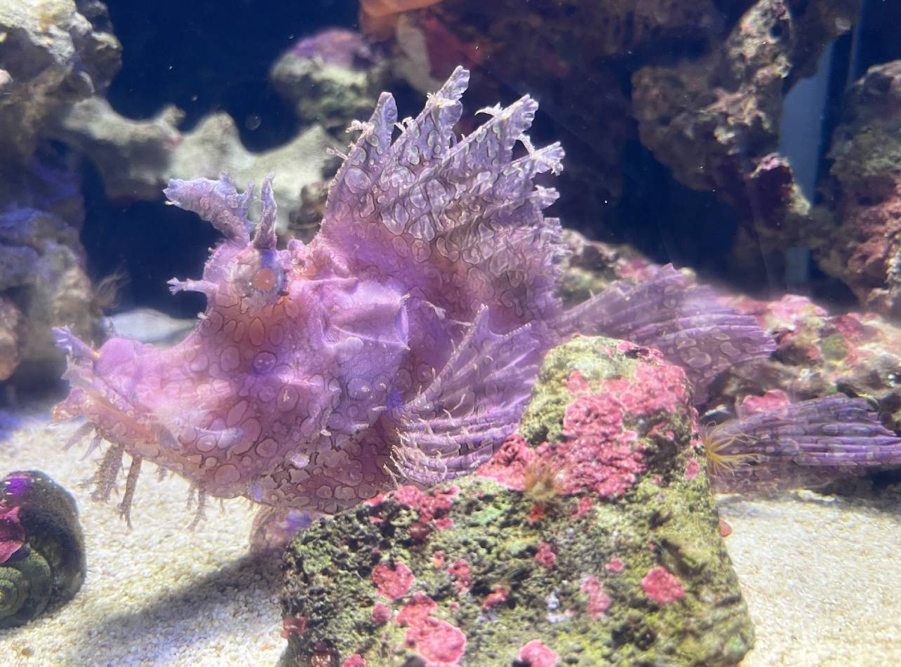 沼津港深海水族館カサゴ