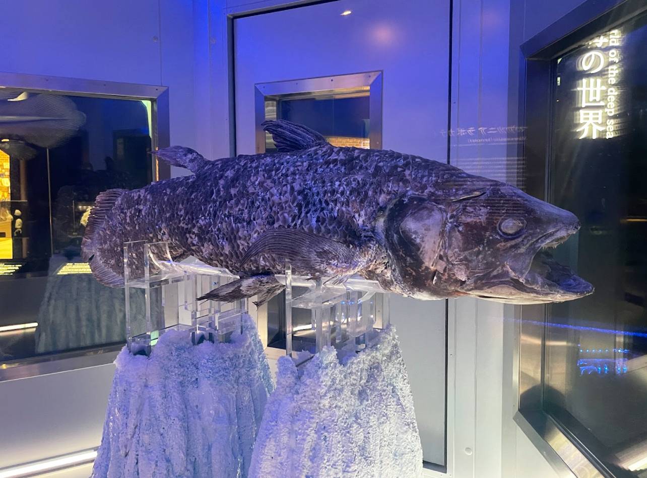 沼津港深海水族館シーラカンス冷凍