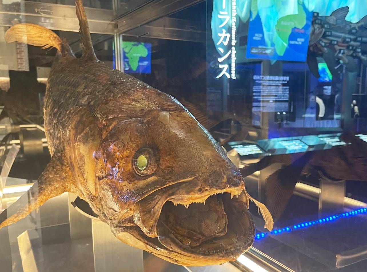 沼津港深海水族館シーラカンス剥製