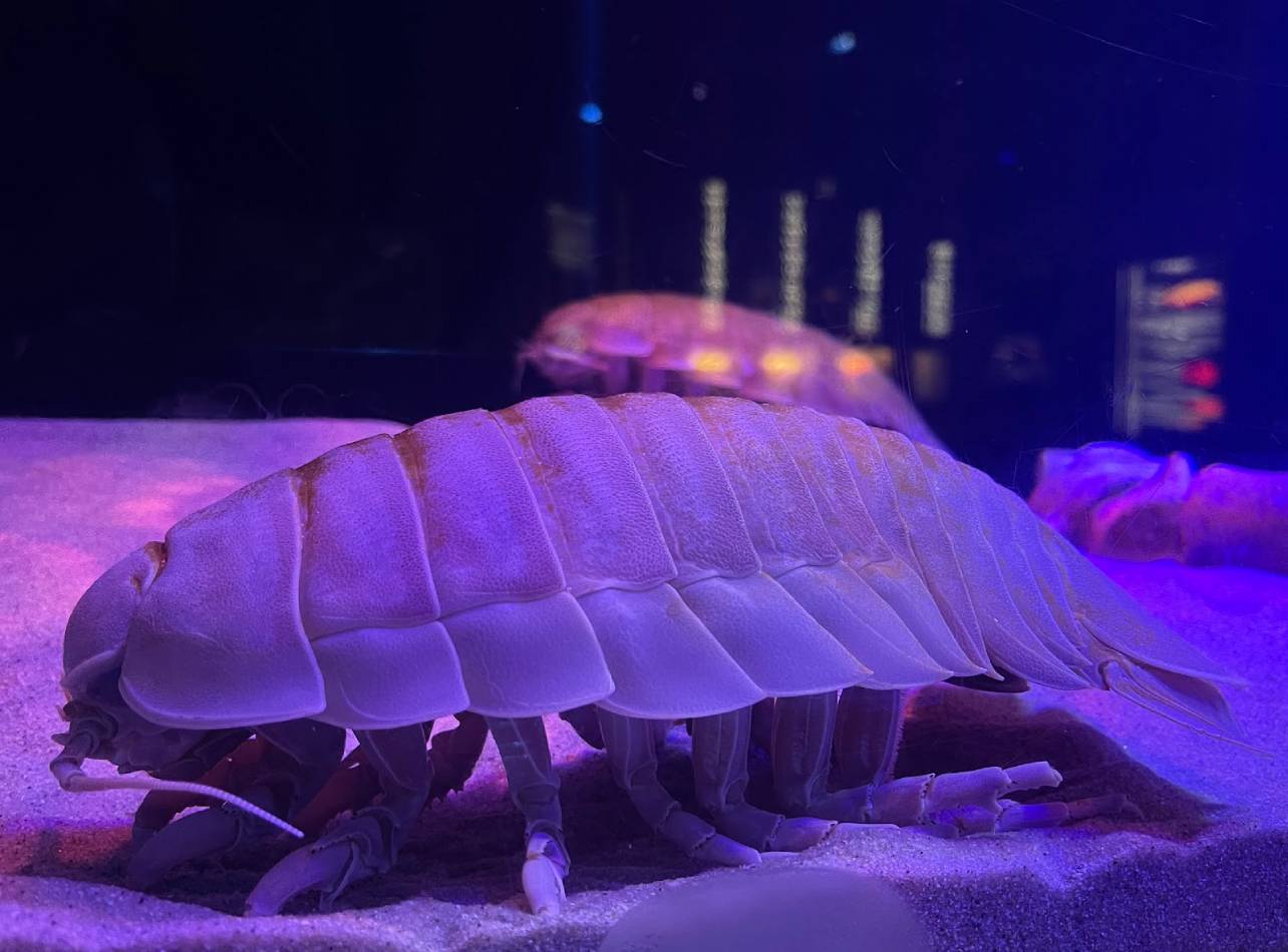 沼津港深海水族館ダイオウグソクムシ