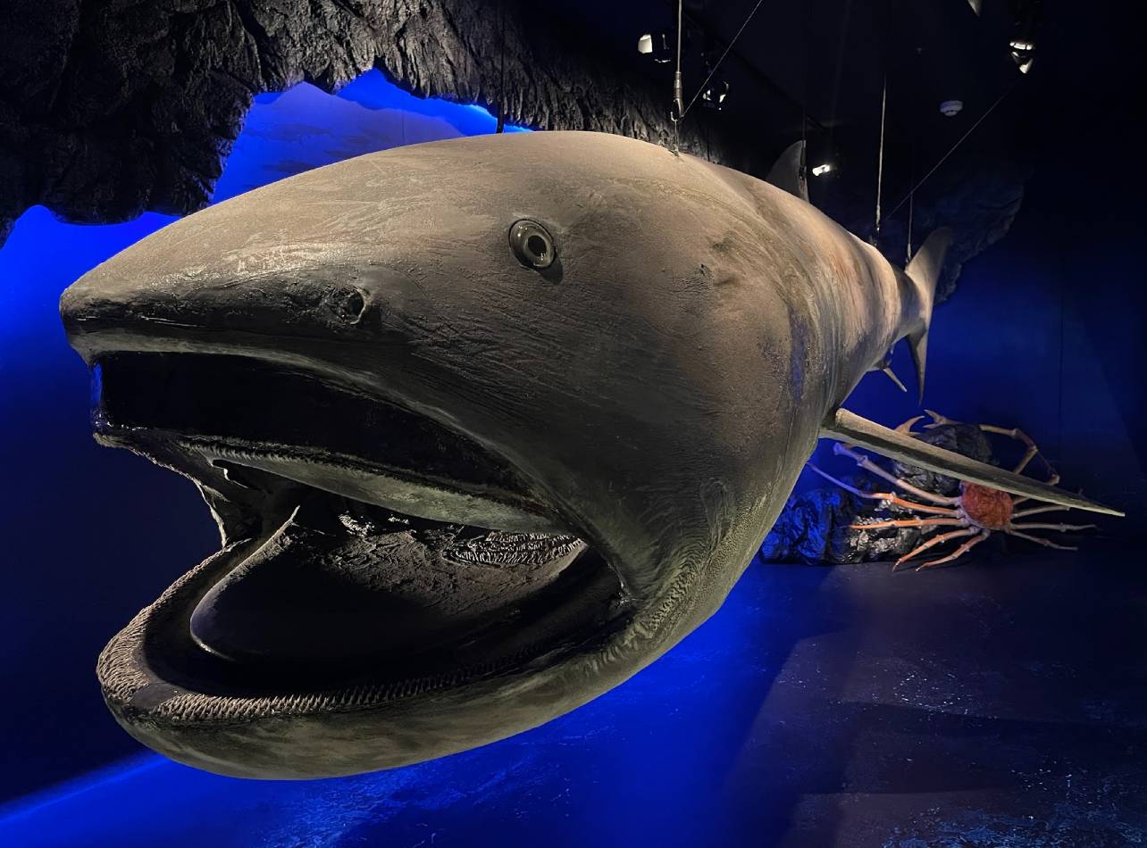 沼津港深海水族館メガマウス