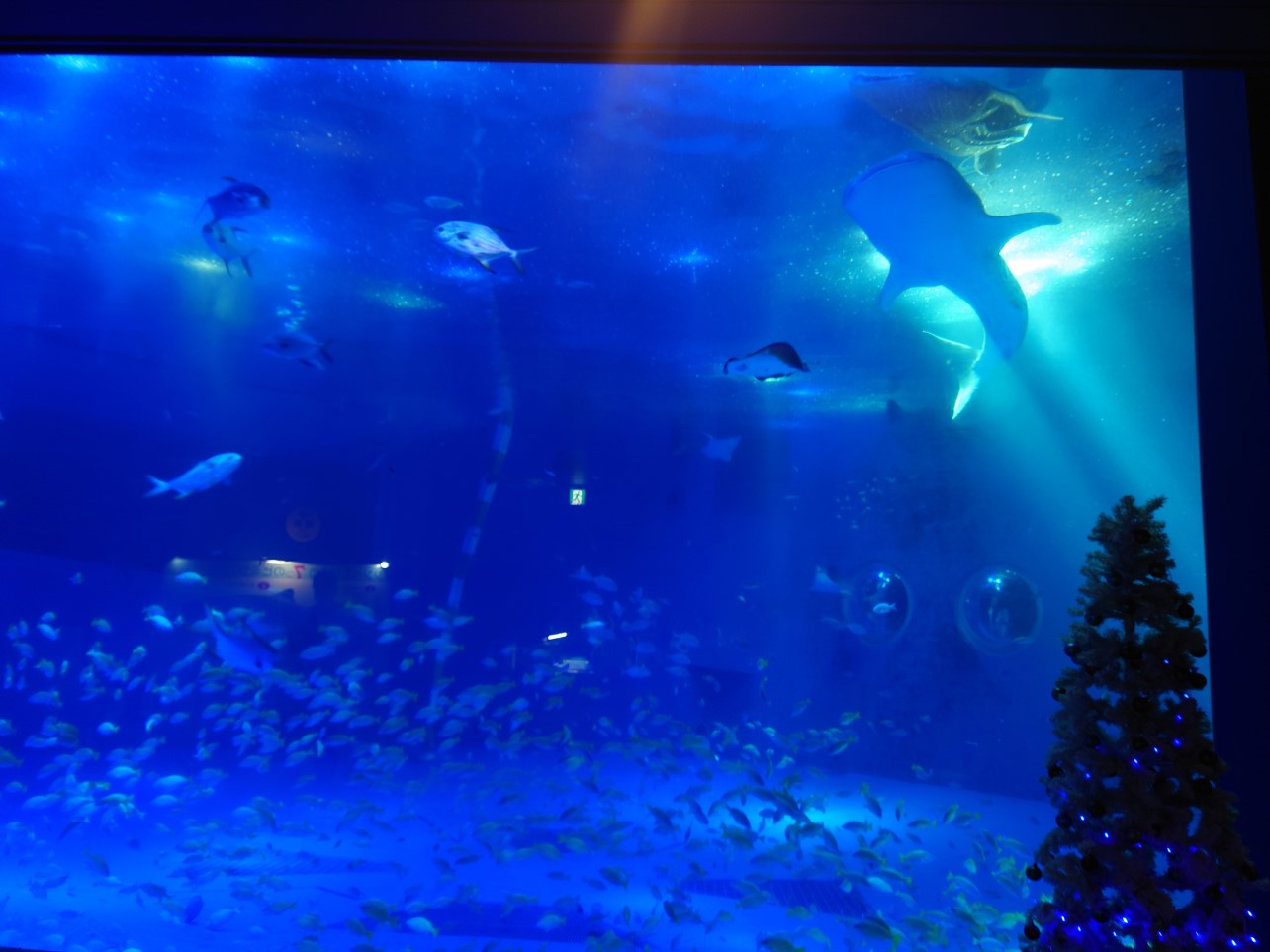 ジンベイザメ館　青の世界
