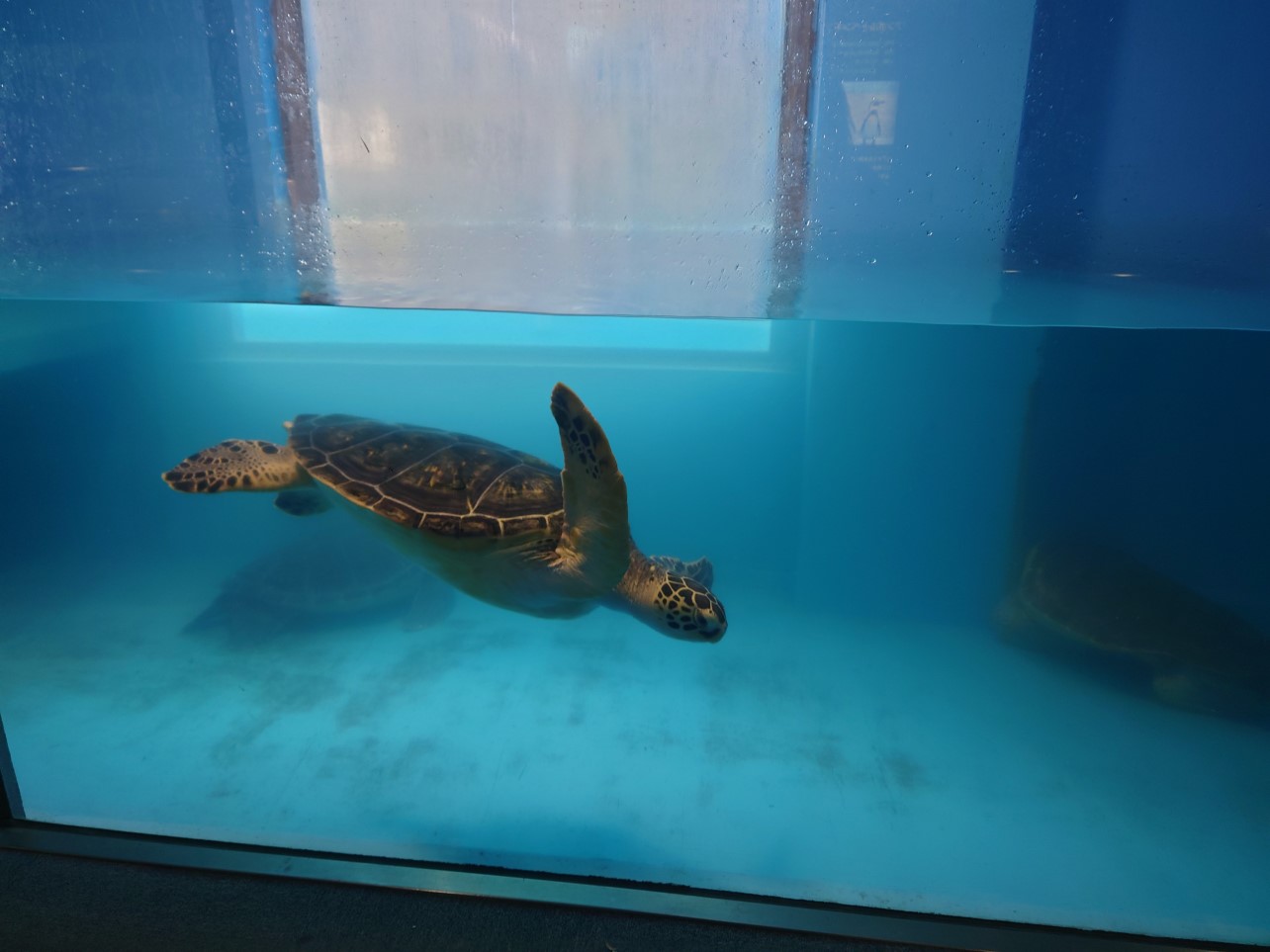 ゆったりと泳ぐウミガメ