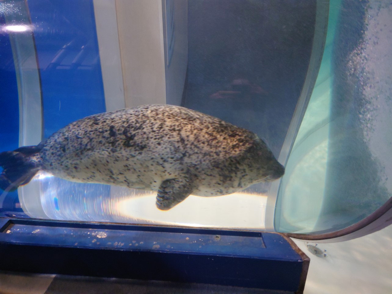 ゴマフアザラシ