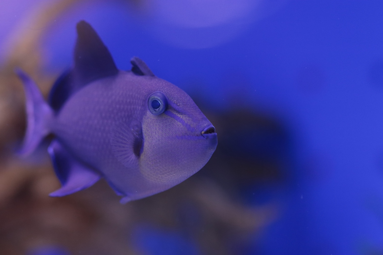 幼魚水族館4