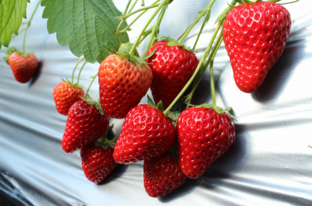 津久井浜観光農園