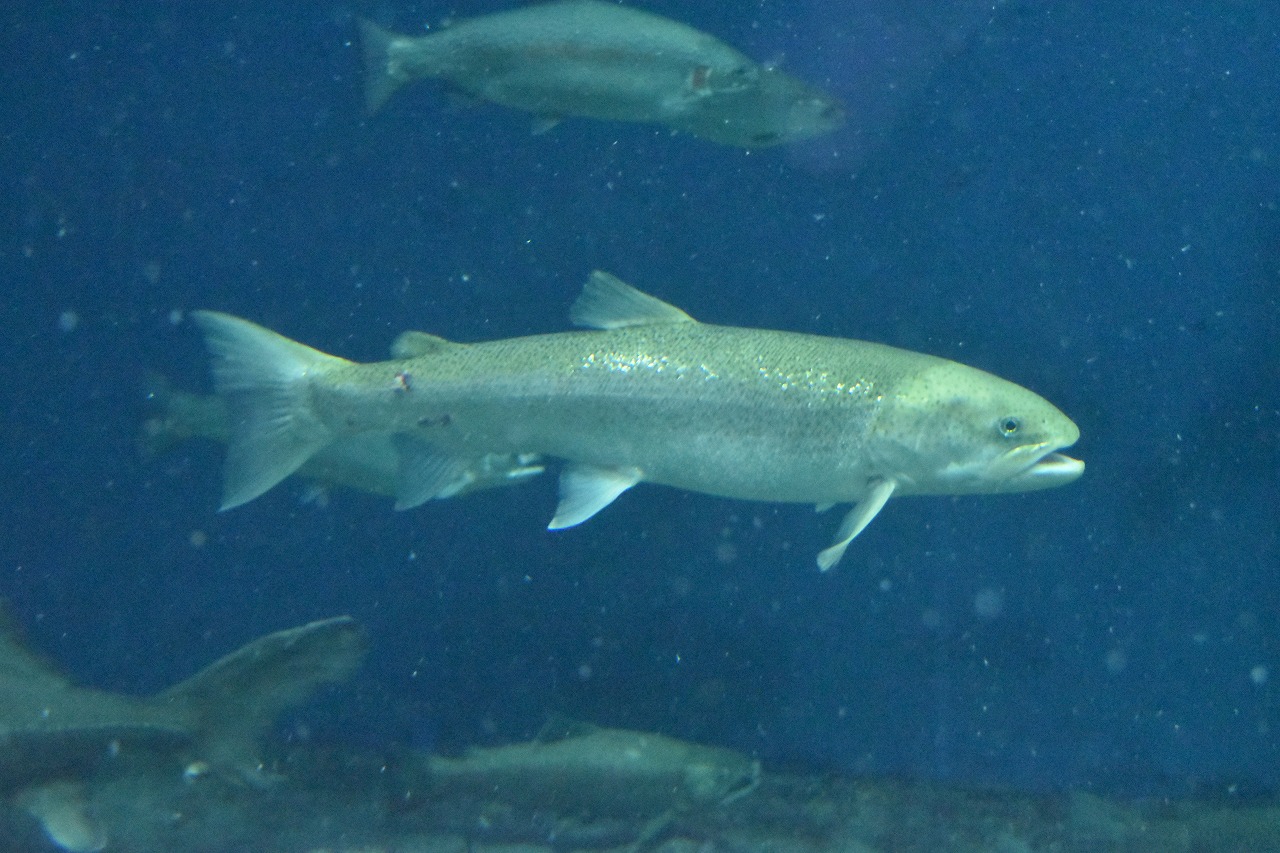「幻の魚」と呼ばれるイトウ