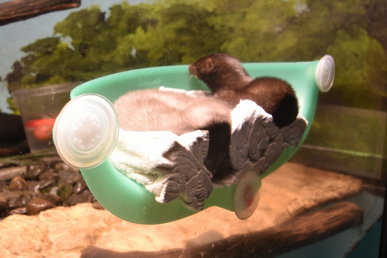 国内水族館唯一の展示「アメリカミンク」