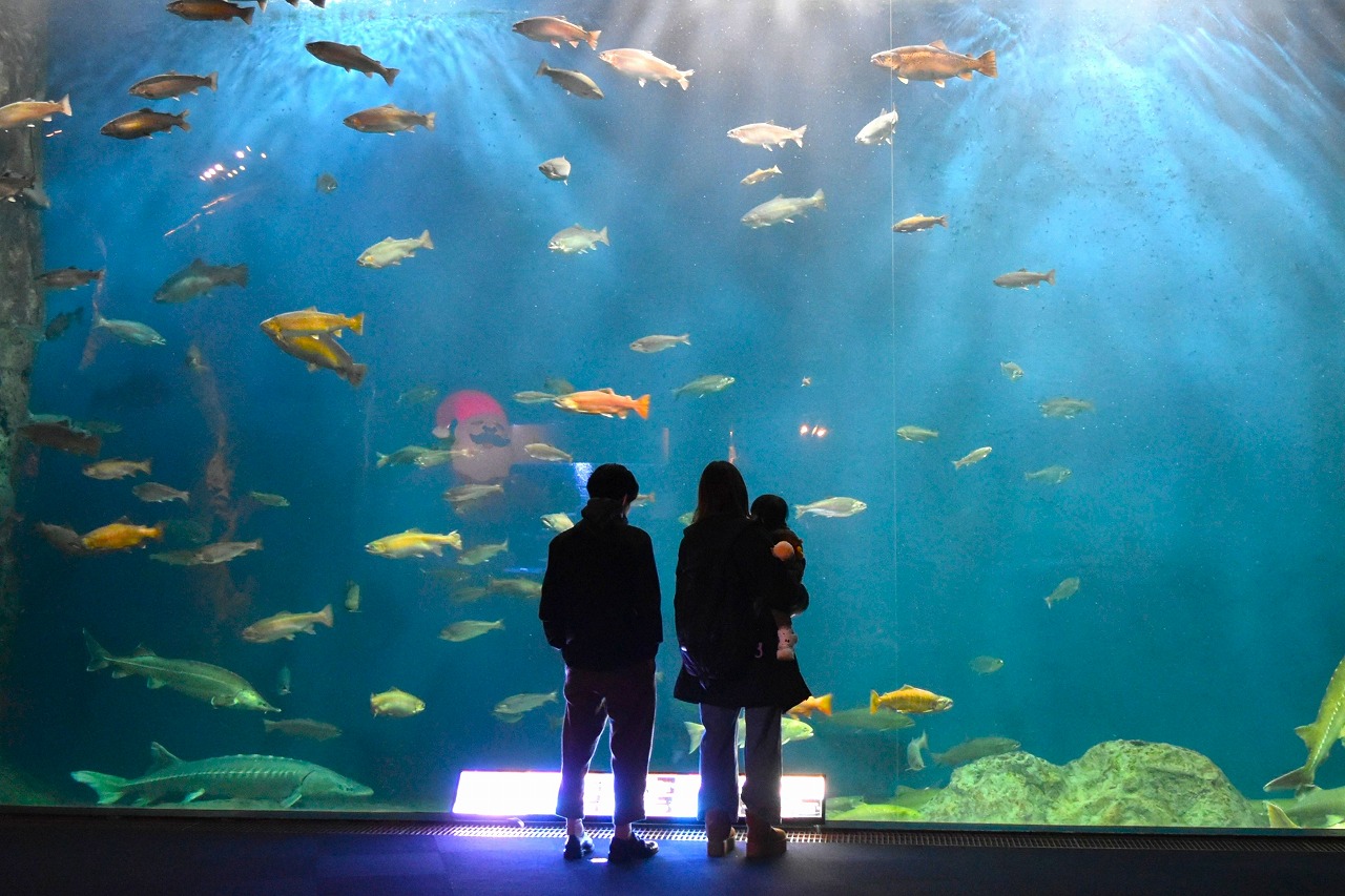 千歳水族館　水槽前