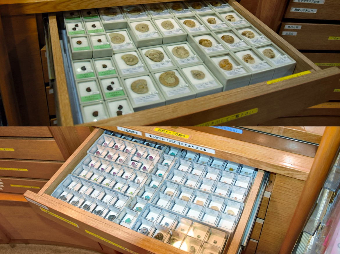 富岡市_群馬県立自然史博物館_鉱物_誕生石_化石