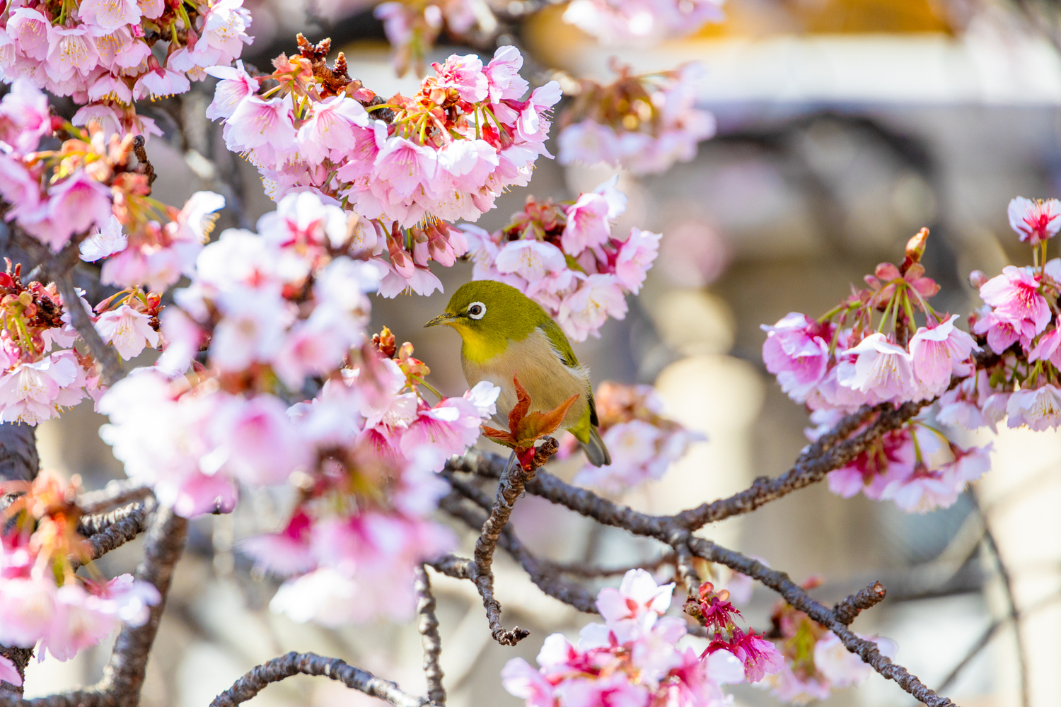 あたみ桜①