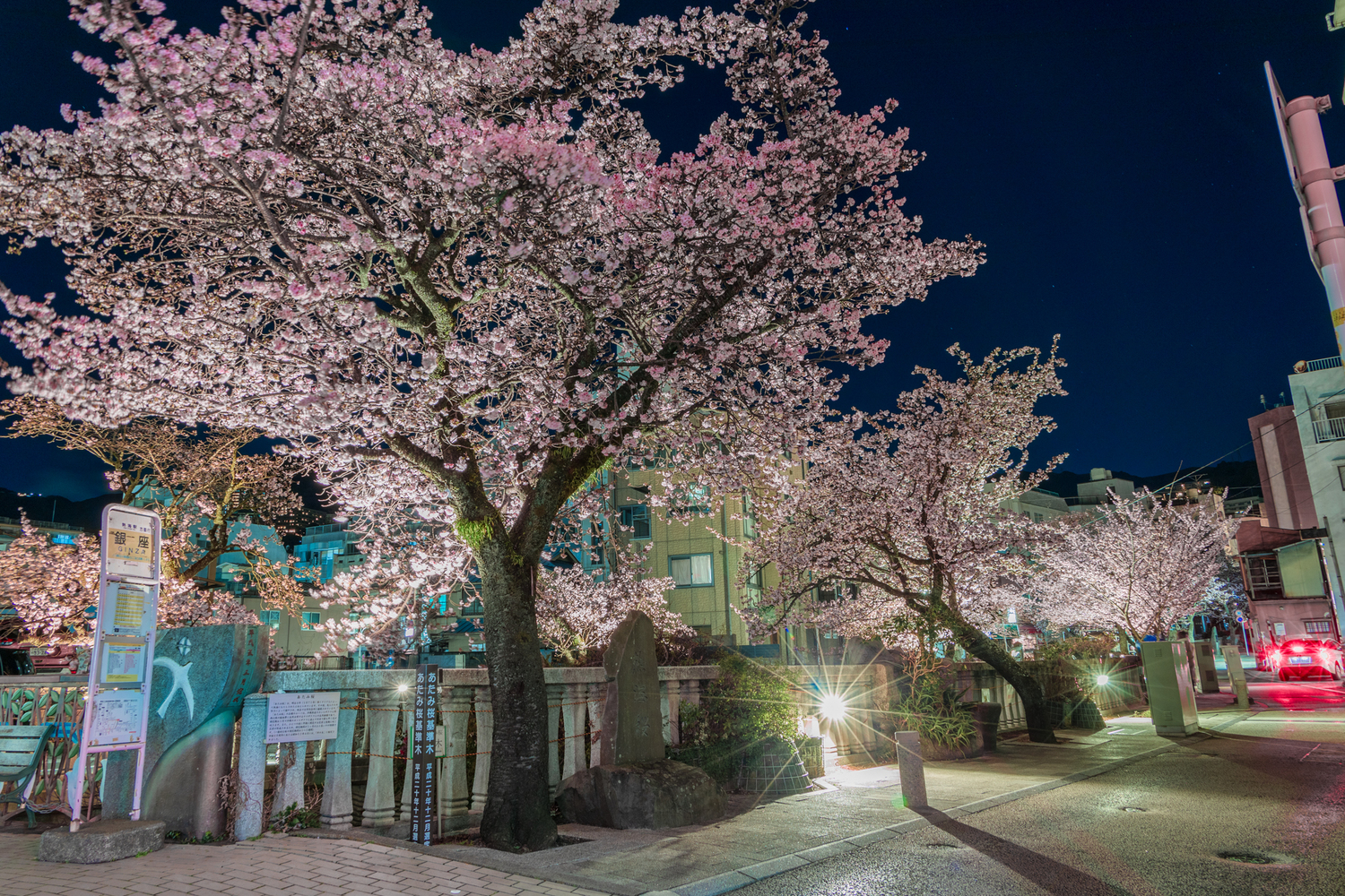 あたみ桜③