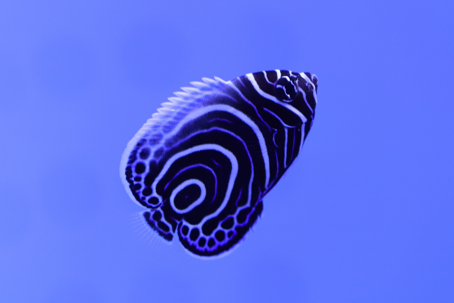 幼魚水族館6-1