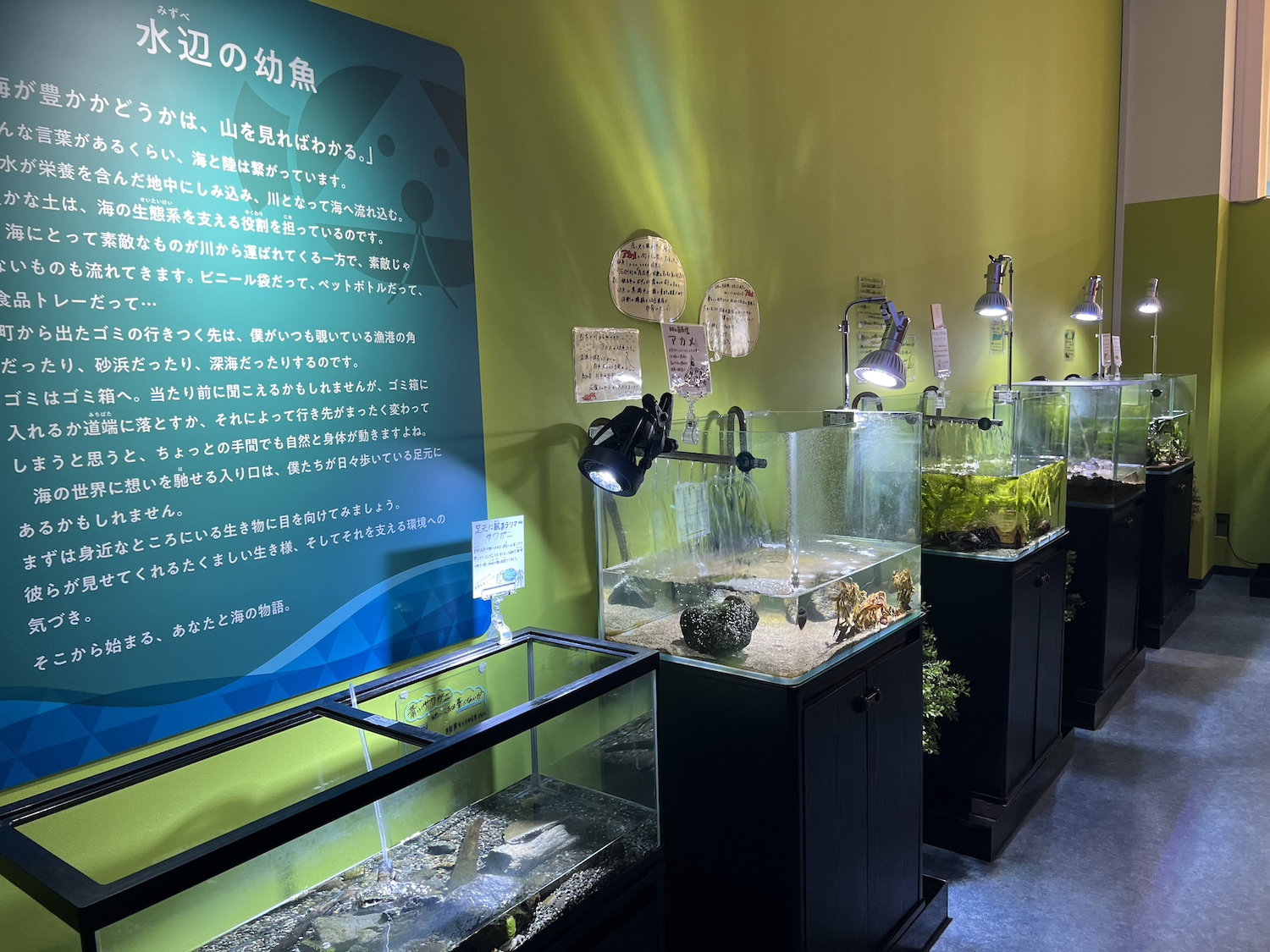 幼魚水族館9