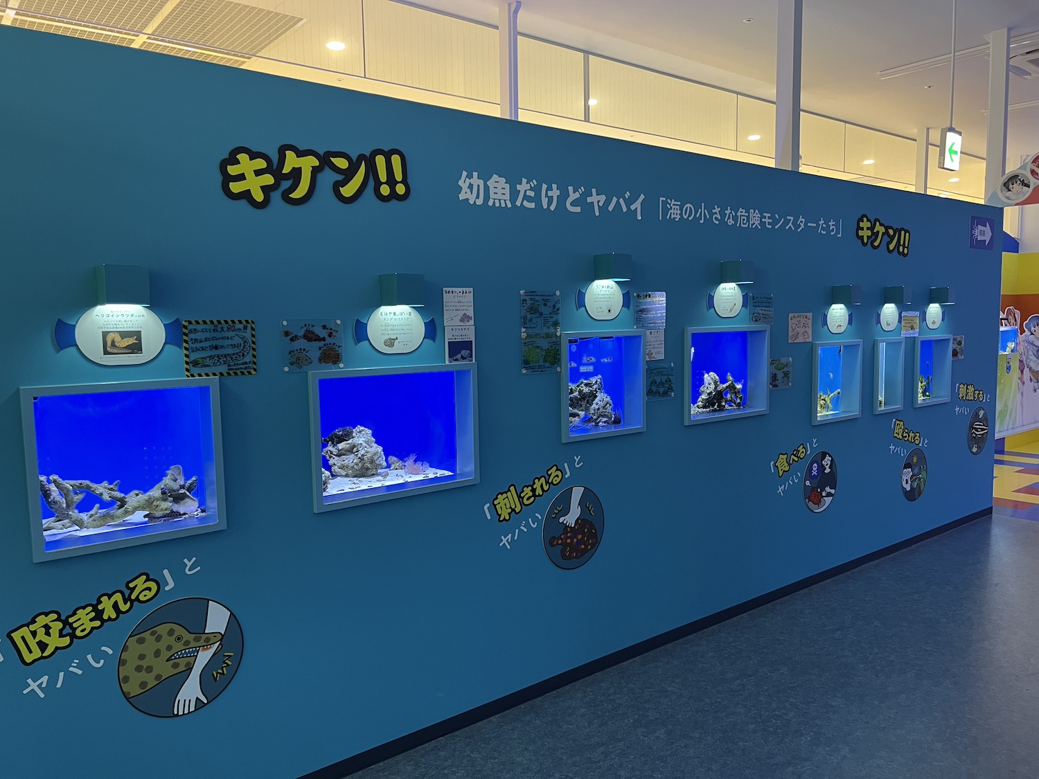 幼魚水族館5