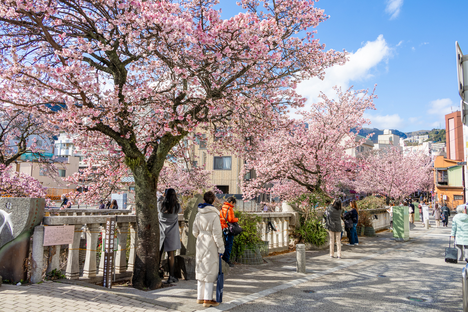 あたみ桜②