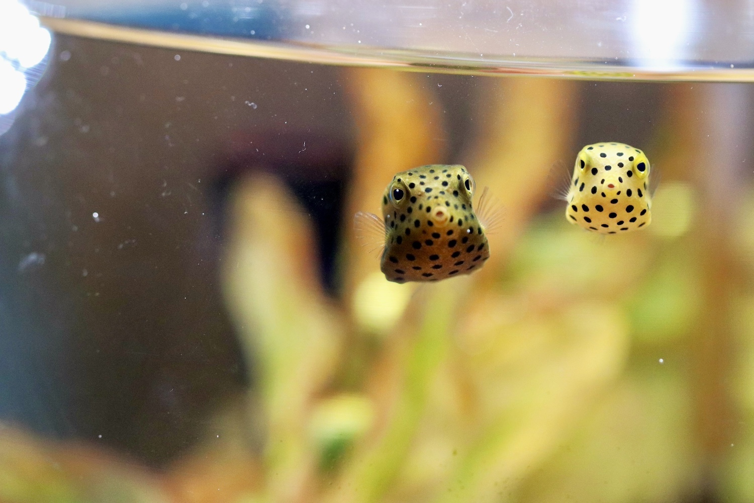 世界初!幼魚が主役の「幼魚水族館」で小さな体に秘められた大きな物語を探る