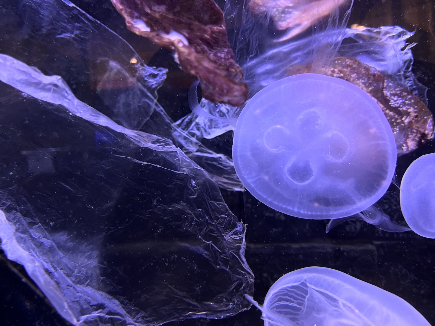 幼魚水族館3