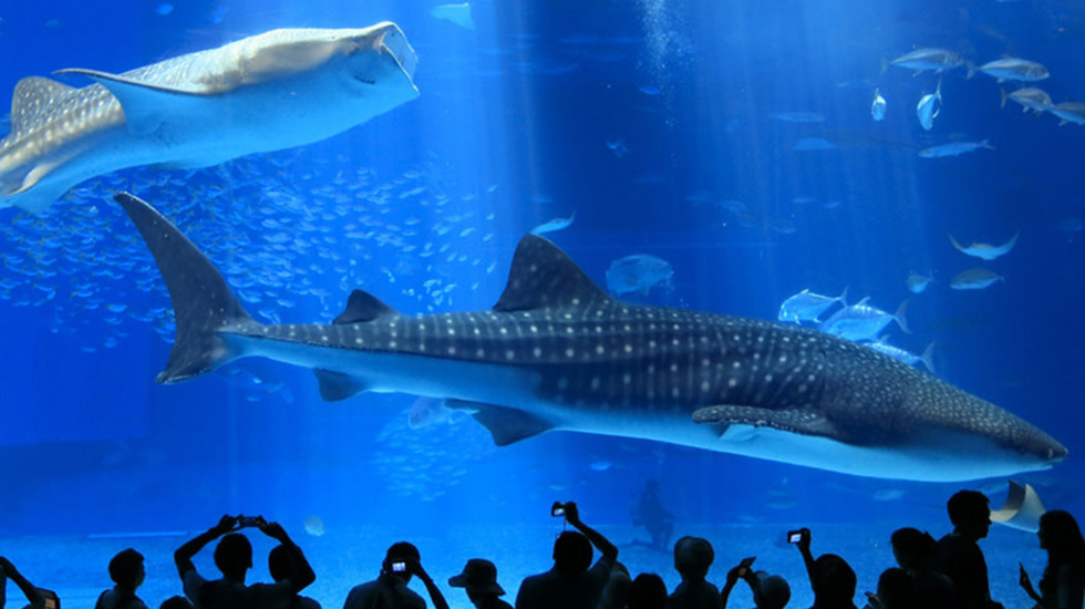 沖縄美ら海水族館