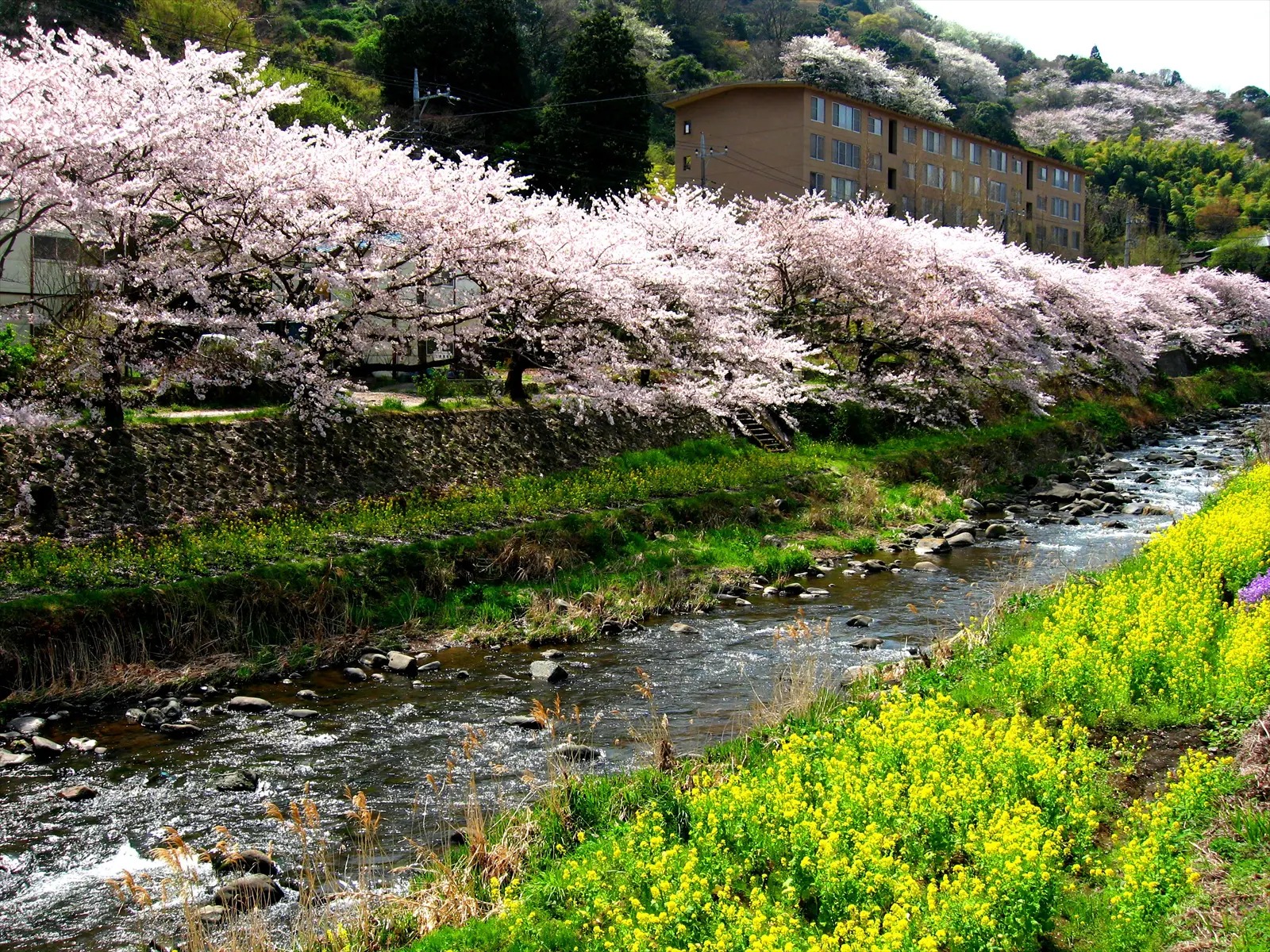 千歳川