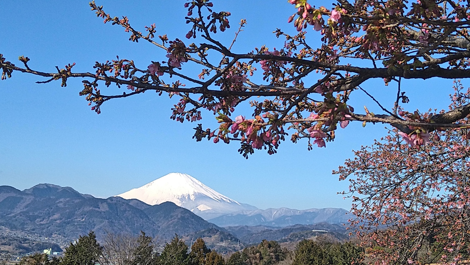 まつだ桜まつり富士山